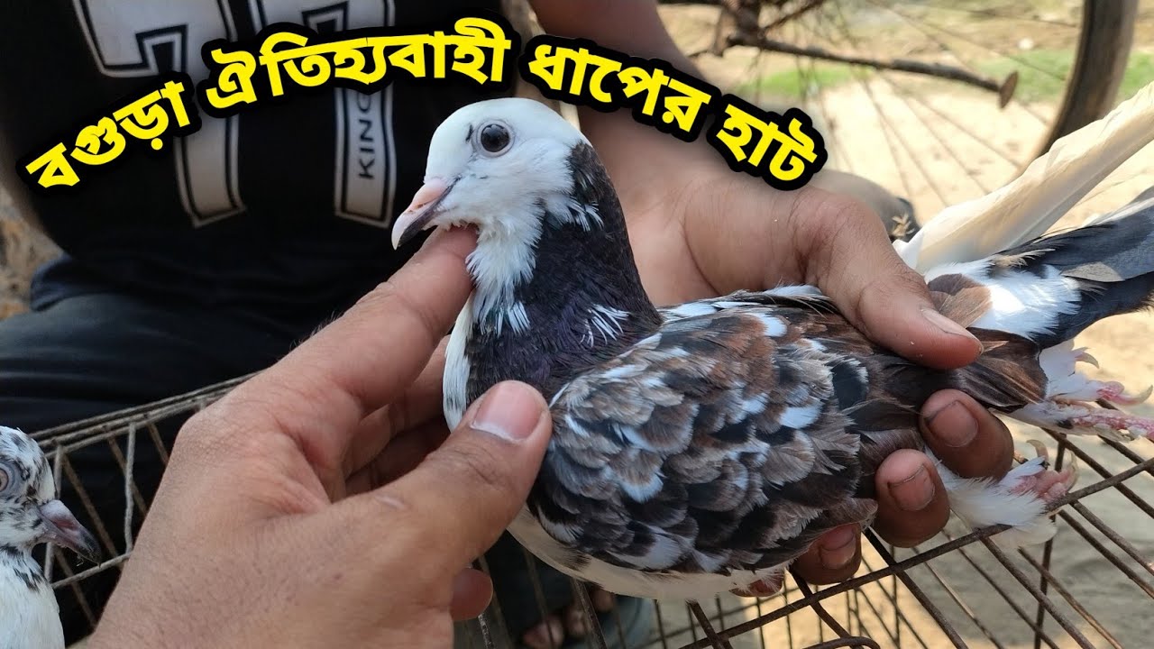 সবচেয়ে কমদামে সেরা মানের কবুতর কিনুন আজই||কবুতরের দাম দর-২০২৫||ধাপের  হাট বগুড়া||Dhaper Hat Bogura||