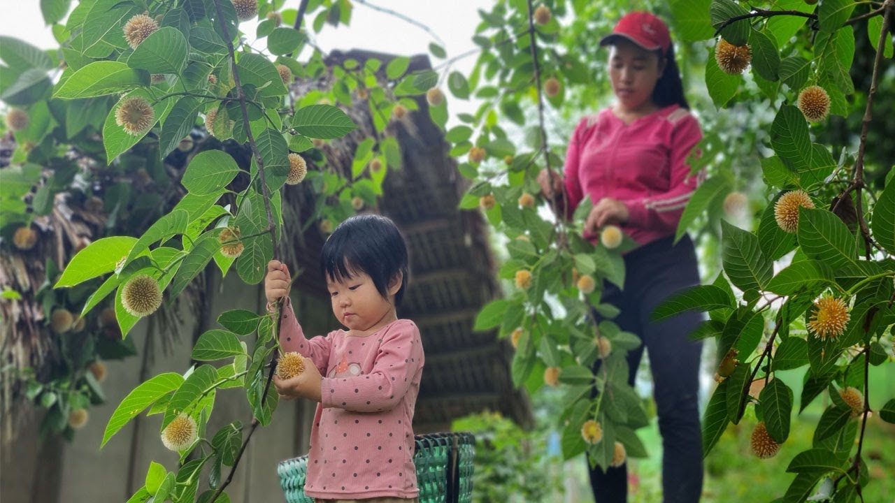 Harvesting Fruit Go To Sell - Lý Phương Anh