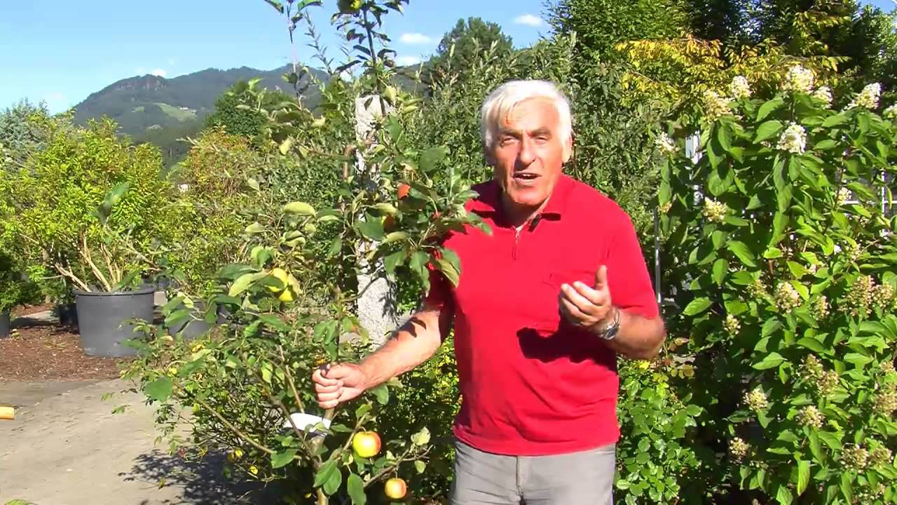 VOL.AT-Gartentipp: Obstbaum im Herbst