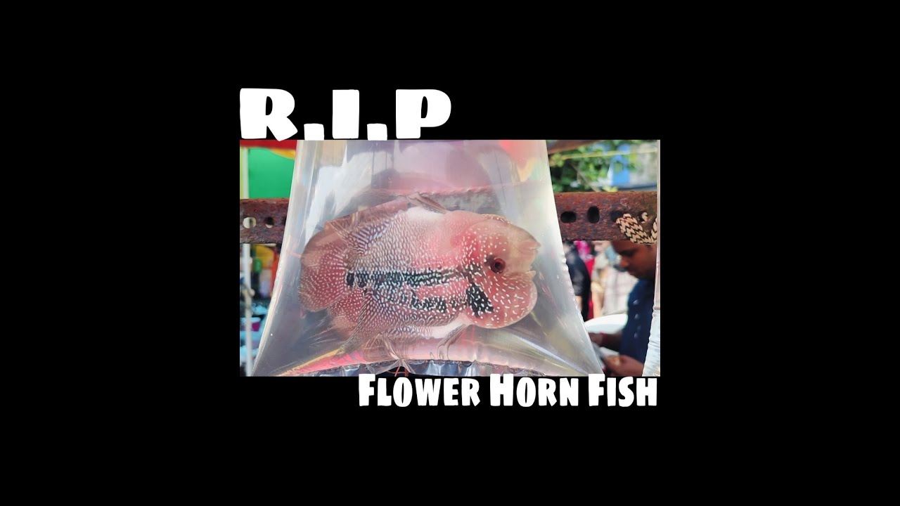 #Kolkata #Flower #Horn #Fish available at #Galiff #Street @farazahmedblogger