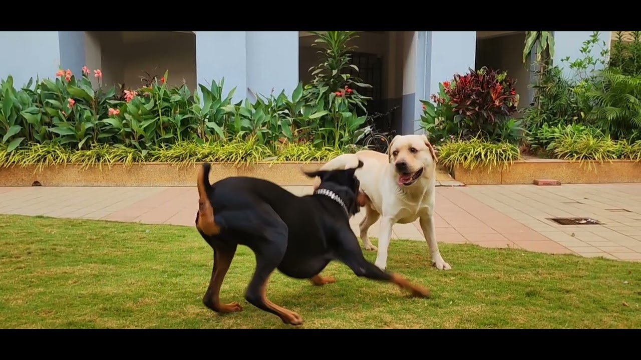 Kaapi & Kobe - #DogsPlay, and how!