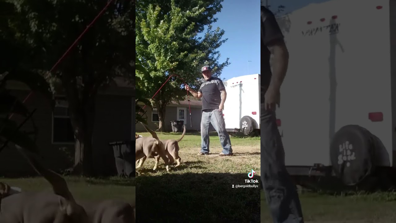 how to make a flirt pole easy in your American Bully puppies will love it