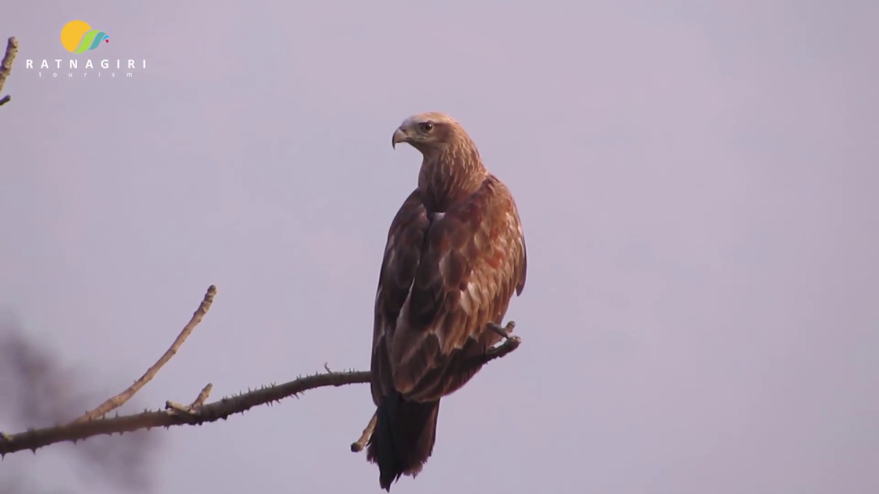 Birds of Chiplun,   English