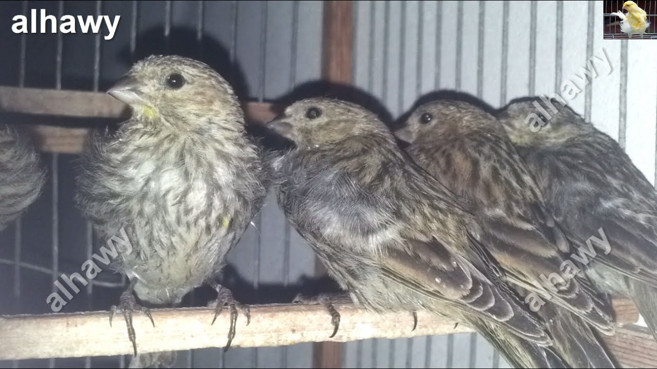 فراخ طائر البسبوس السمريس