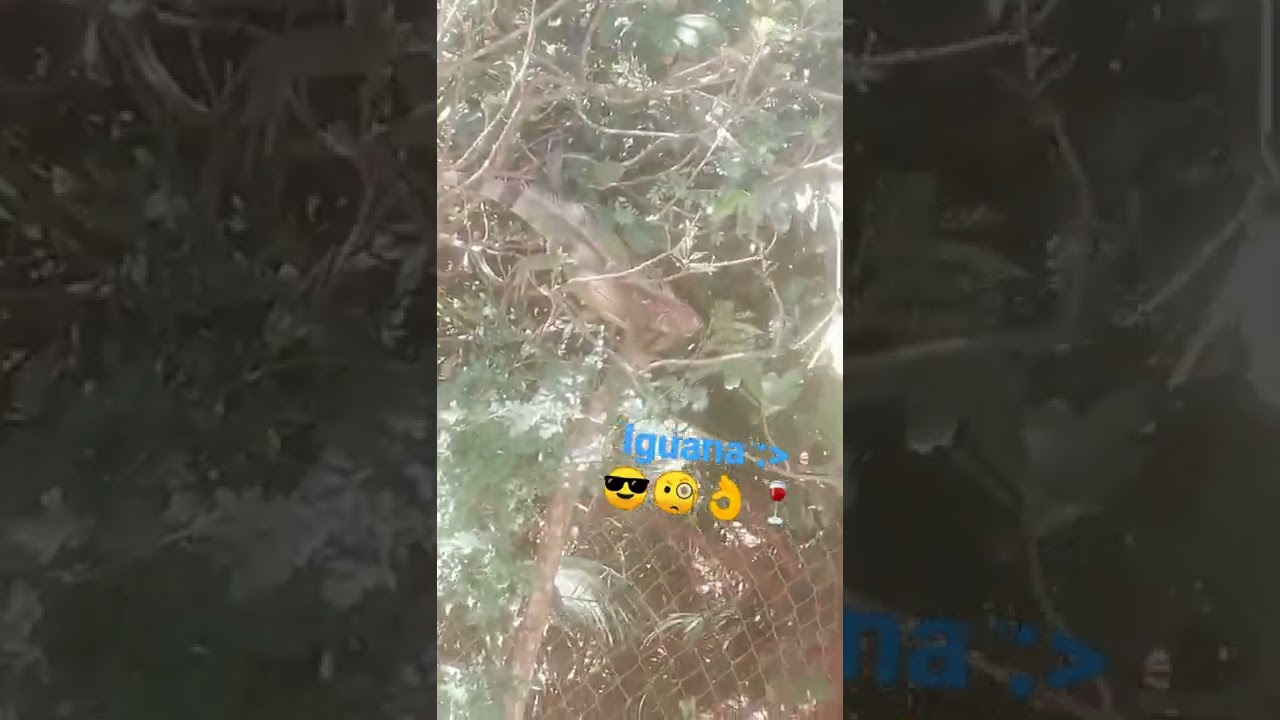 El fin se acerca (suena m&uacute;sica de geometry dash) #iguana