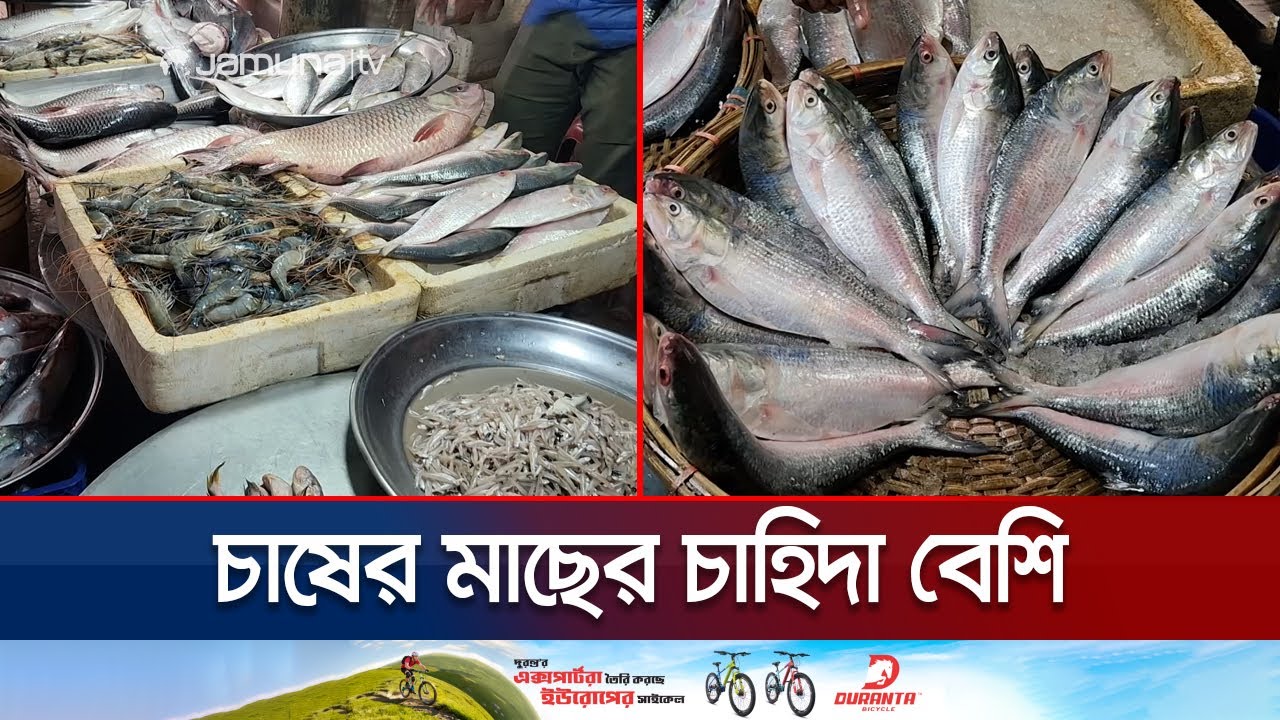 রাজধানীর বাজারে কমেছে ইলিশের দাম কিন্তু মিলছে না ক্রেতা | Fish Bazar | Jamuna TV