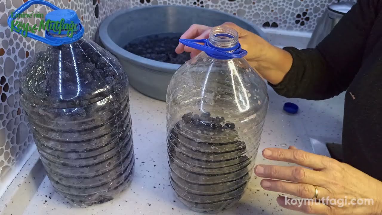 Yuvarlama Zeytin Nasıl Kurulur? Siyah Zeytinin 1 Ayda Acısı Nasıl Çıkar❓Emine’nin Köy Mutfağı