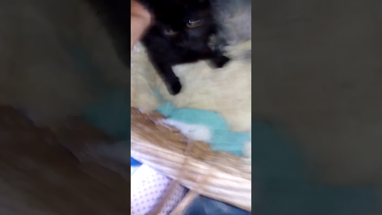 Baby K&auml;tzchen !!!!!