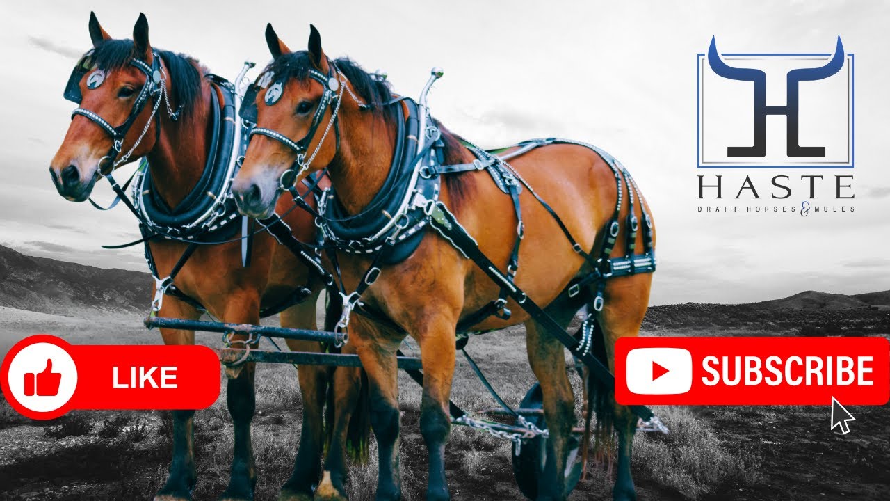 What Happens When You Mix 2 Draft Horse Breeds?