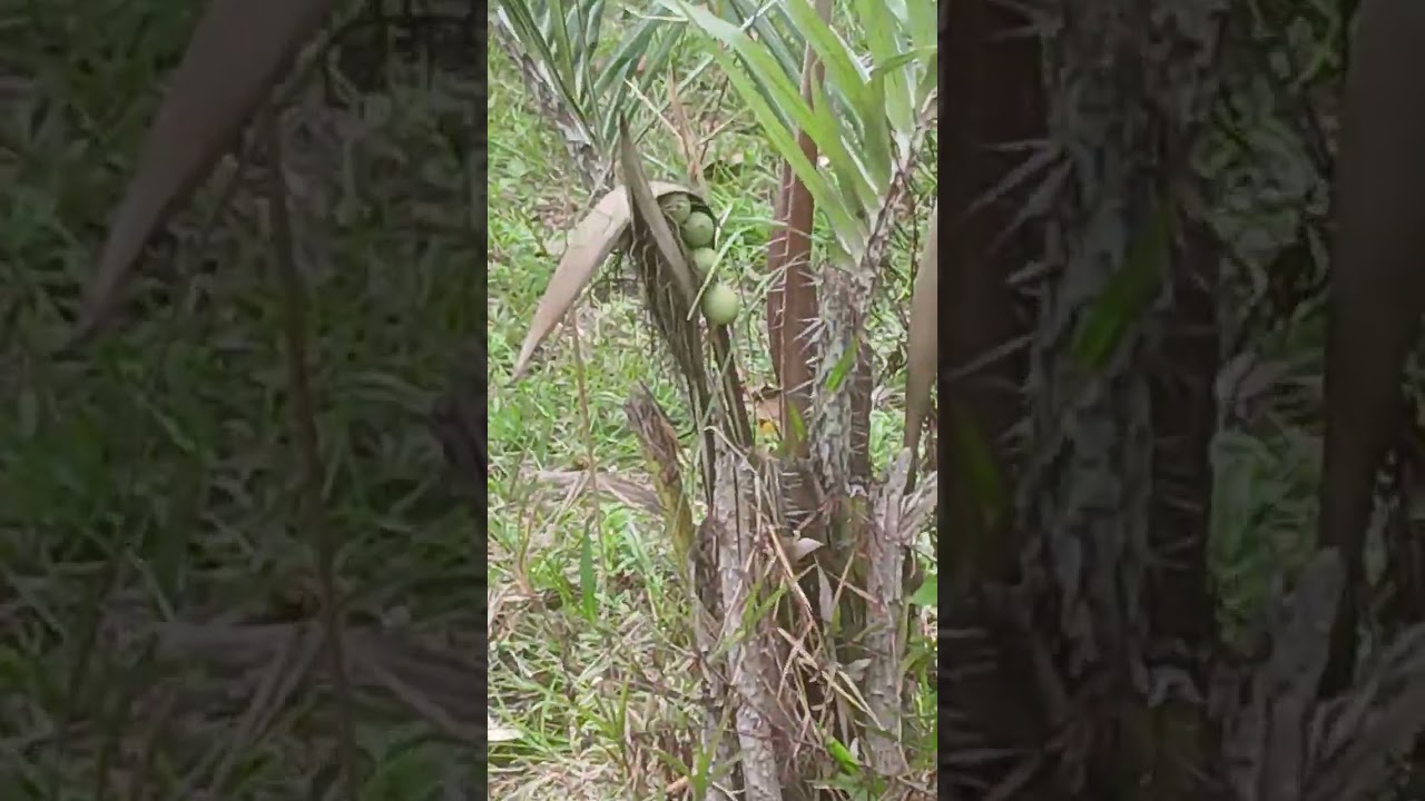 Uma geral no sitio 
