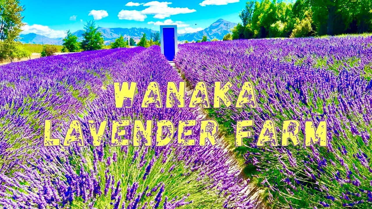 Wanaka Lavender Farm South Island New Zealand | Beautiful Lavender Farm in New Zealand | Wanaka Tree