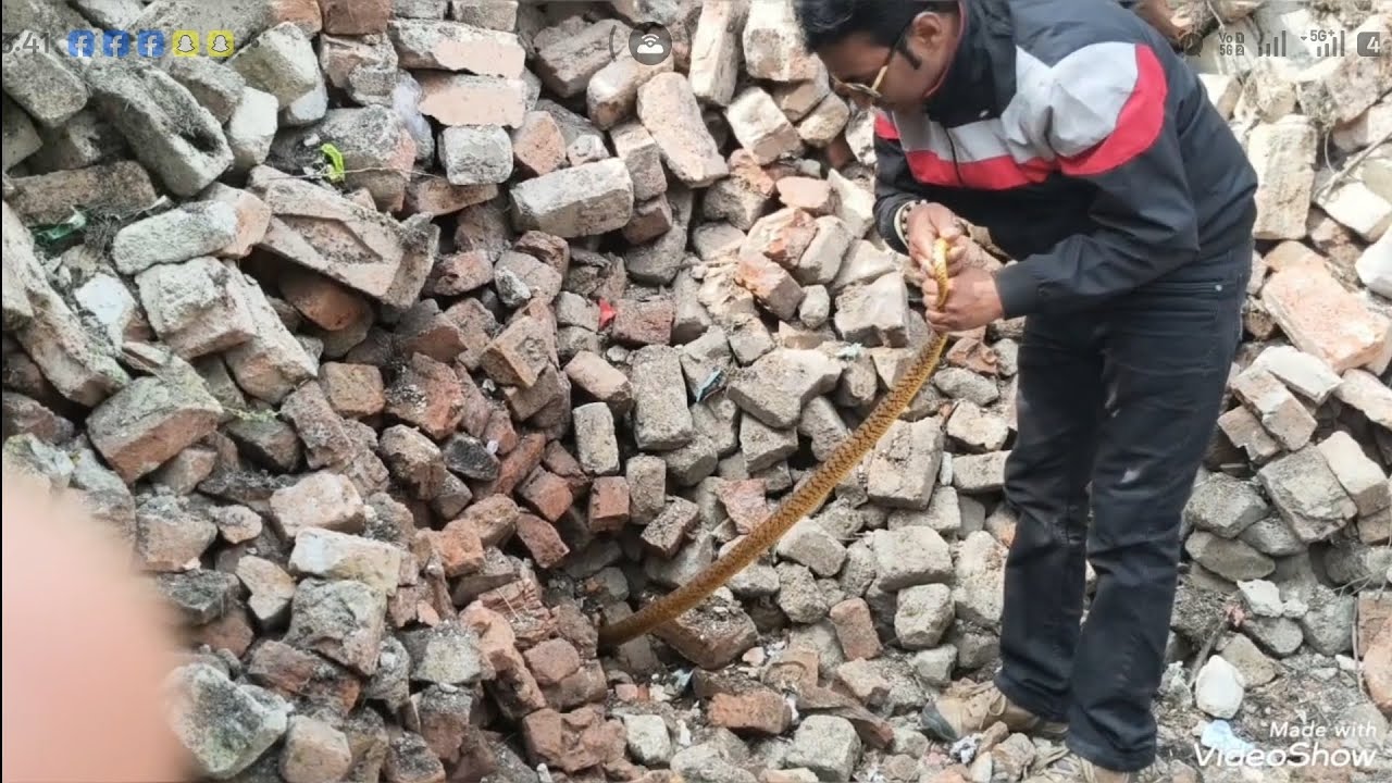 ईट,के बीच में फंसा हुआ सांप आगे देखिए, मोबाइल नंबर,8423489290,,9568206433