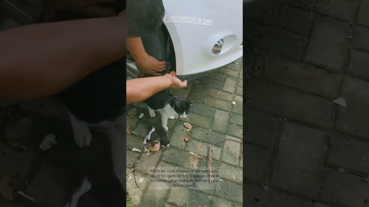 Man Rescues Mother Cat and Newborn Kittens Trapped by Car Wheel