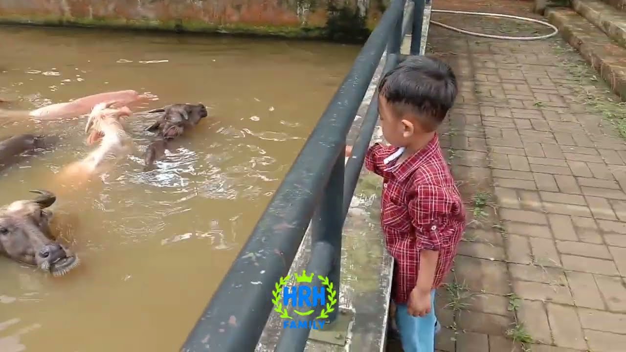 Bermain dengan KERBAU 🐃 || #kerbau 