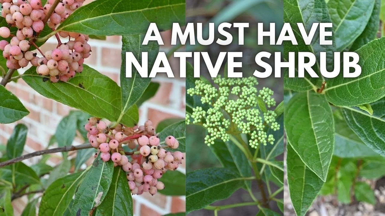 Why Every Garden Needs this Viburnum (Native Beauty & Wildlife Magnet)