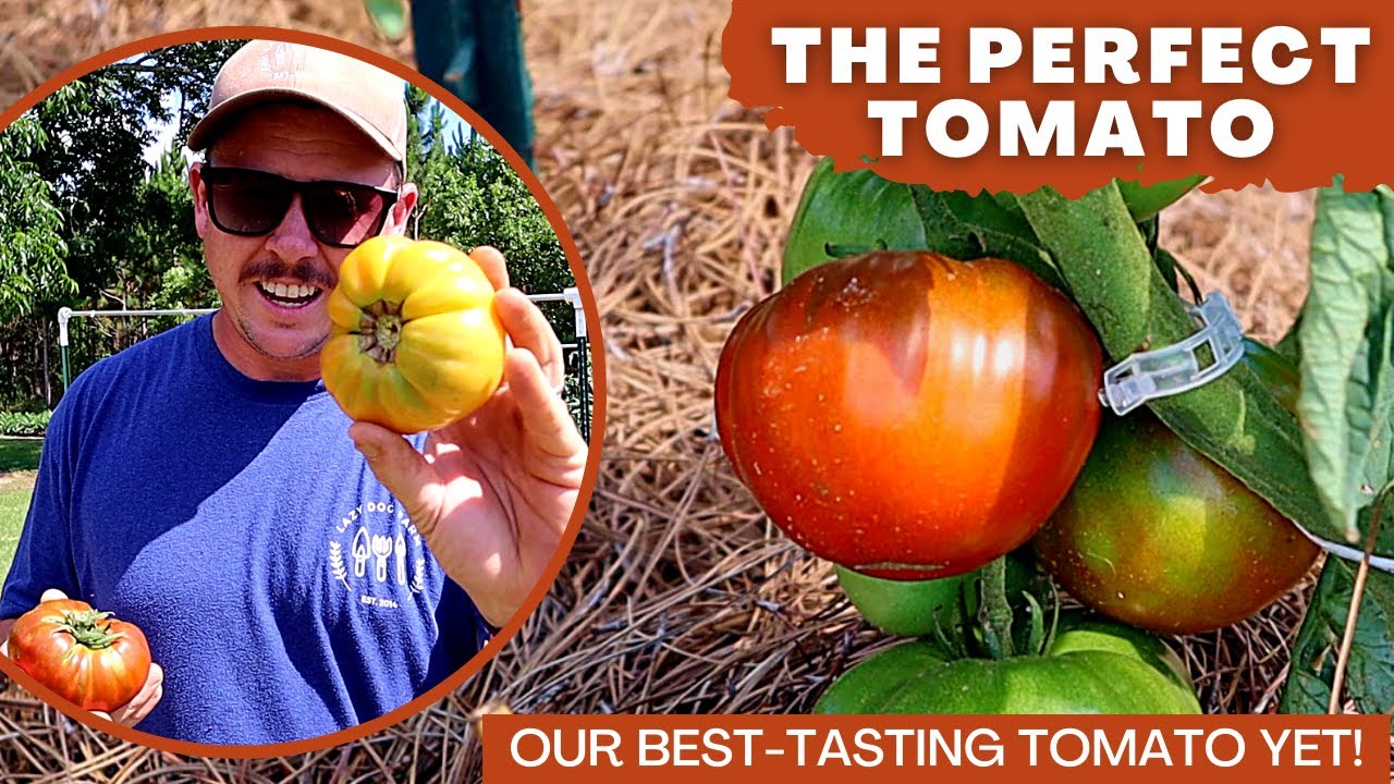 THE MOST PERFECT TOMATO!