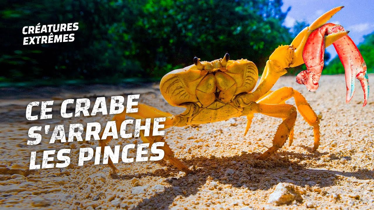 Quand les crabes perdent leurs membres