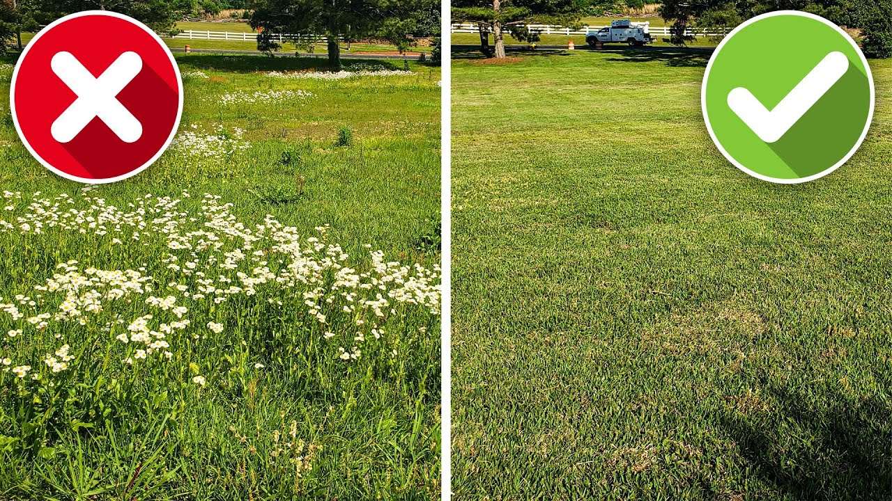 Overgrown Lawn Makeover is DOUBLE CUT in Checkerboard Pattern