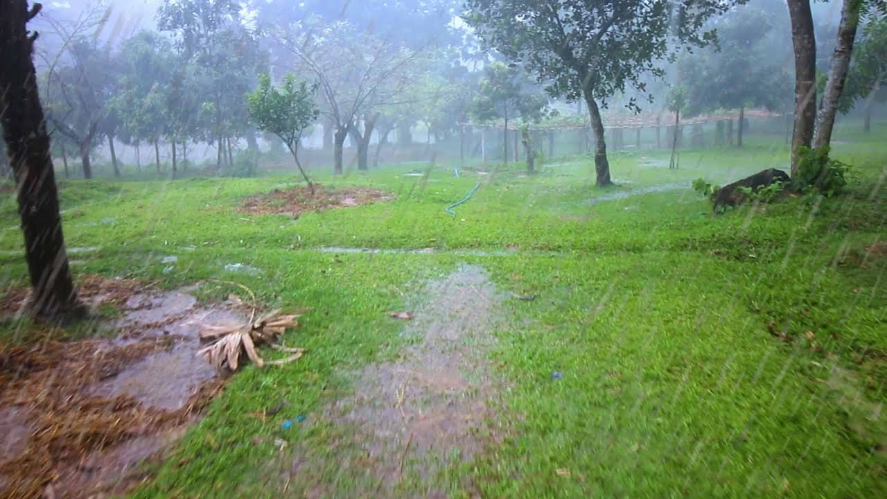Walking in the Rain - A Rainy Day in a Bangladeshi Village