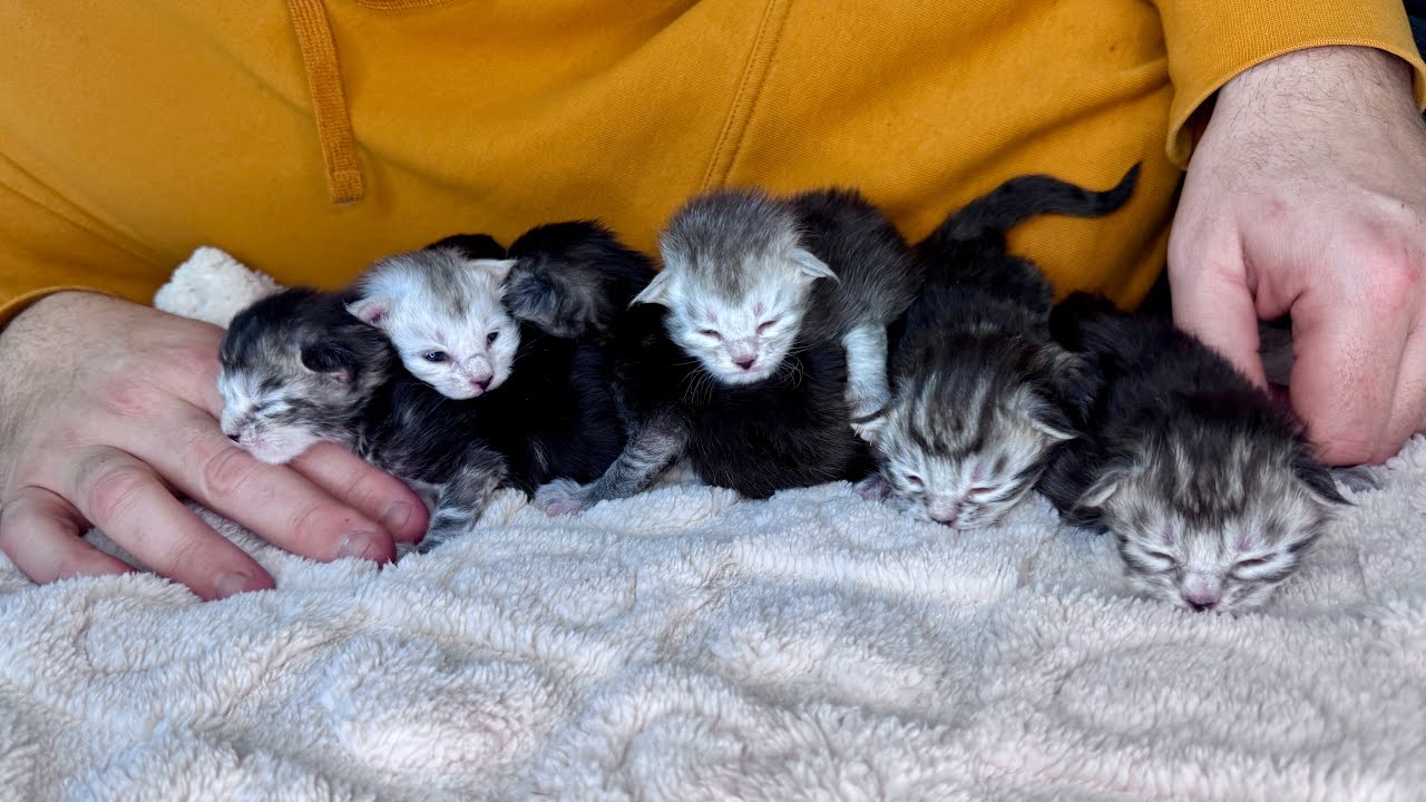 An Extended Peek, At Our Week Old Maine Coon Kittens. (Turn Up The “Cuteness,” Volume.)
