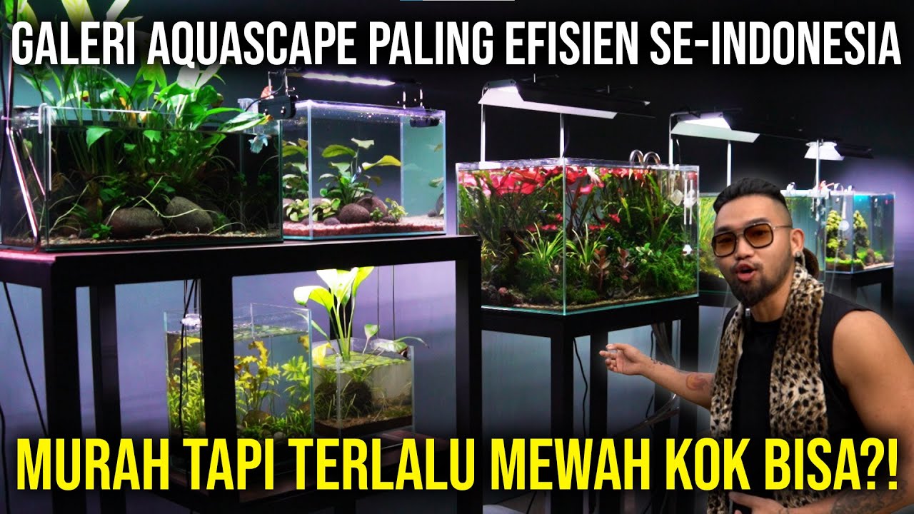 GALERI AQUASCAPE PALING EFISIEN SE-INDONESIA, MURAH TAPI TERLALU MEWAH?! SIMPLE SCAPER #AudreyA
