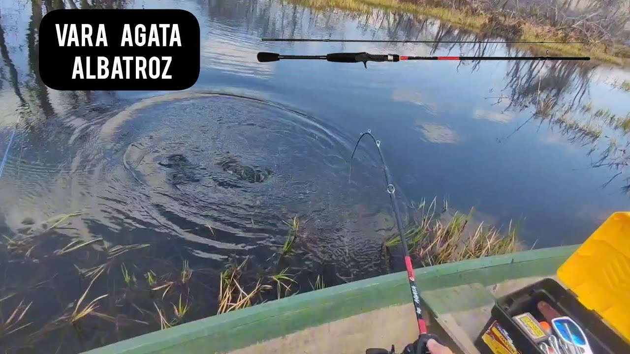 pescando com a vara agata da albatroz...