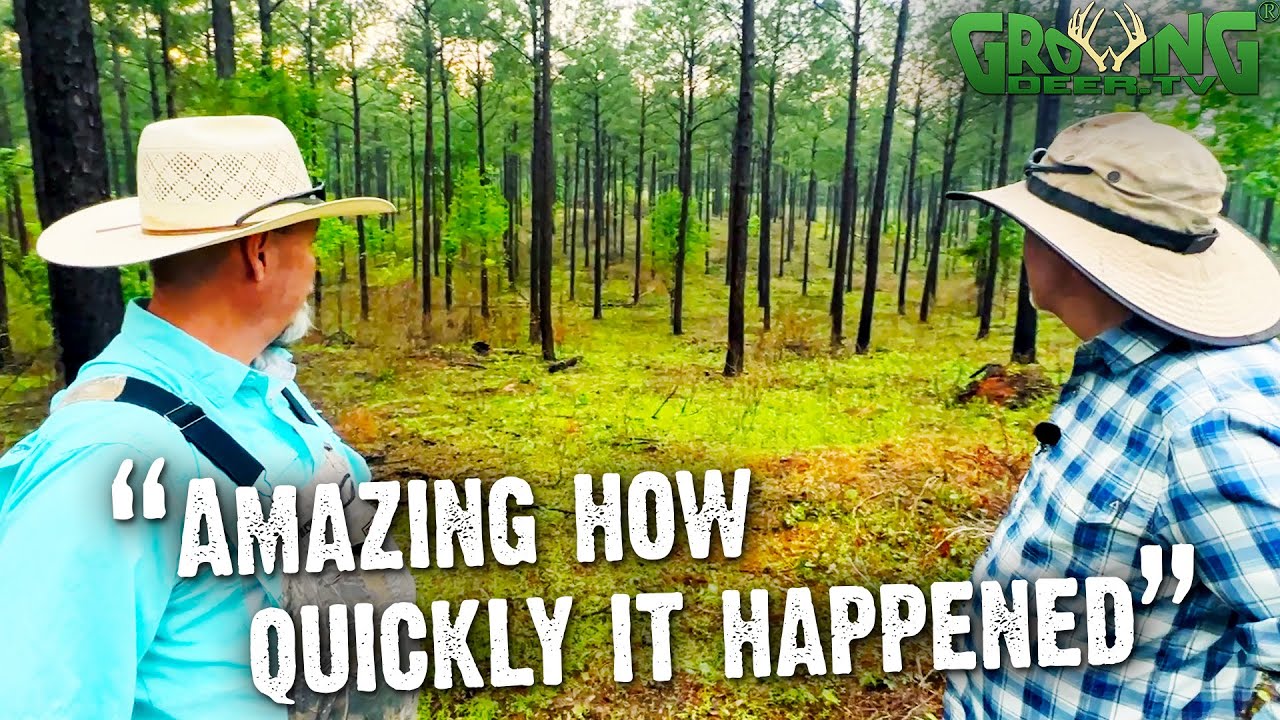 How George Transformed Texas Pines for Wildlife