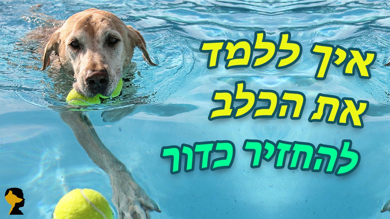 איך ללמד כלב להחזיר כדור, שיעור חשוב מאוד!! טל שלוש מאלף כלבים בכיר מסביר את הטכניקה בפשטות ובבהירות