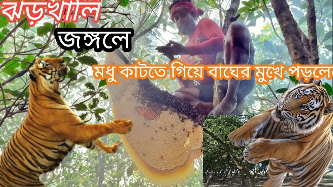 ঝড়খালি গভীর জঙ্গলে মধু কাটতে গিয়ে বেঁচে এলেন বাগেরহাট থেকে🥱