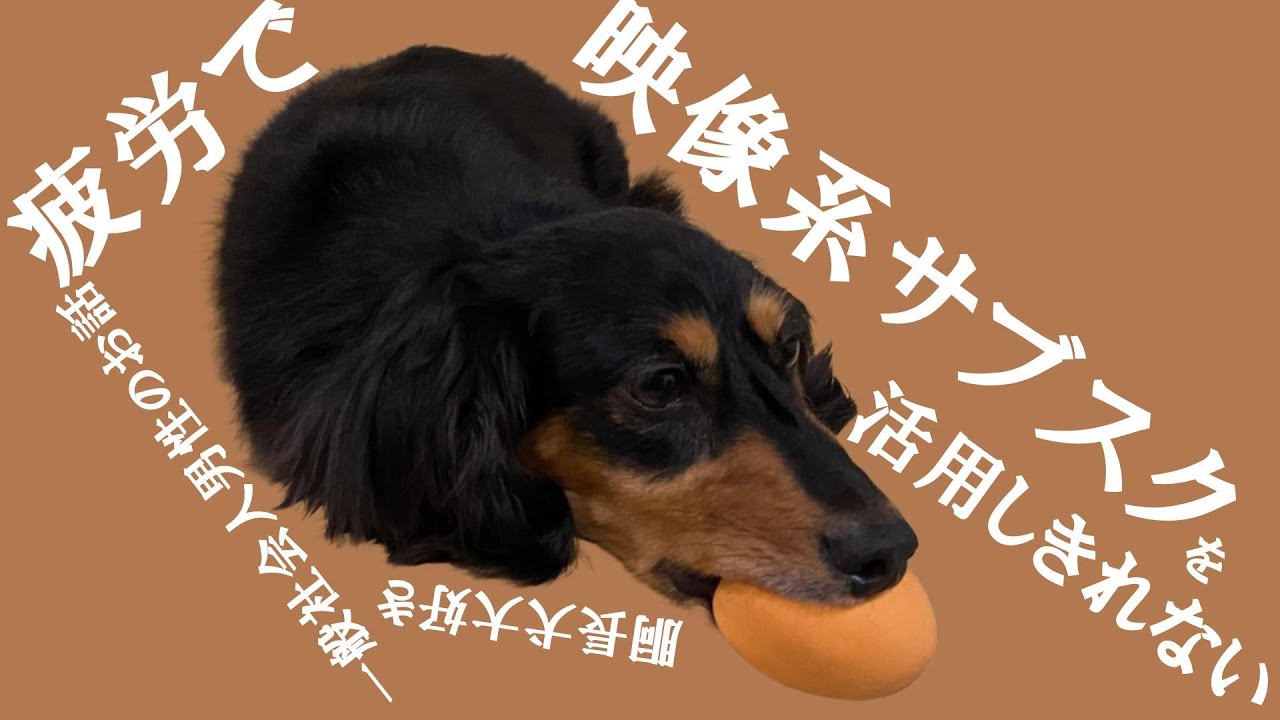 疲労で映像系サブスクを活用しきれない胴長犬大好き一般社会人男性のお話
