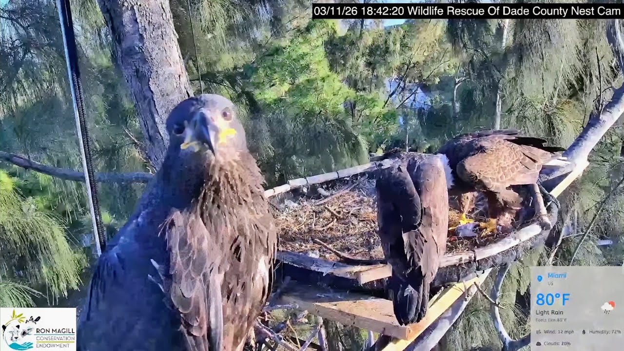 Wildlife rescue of Dade county 2026.3.11 🎉🥳R9 fledged!Congratulations!👏