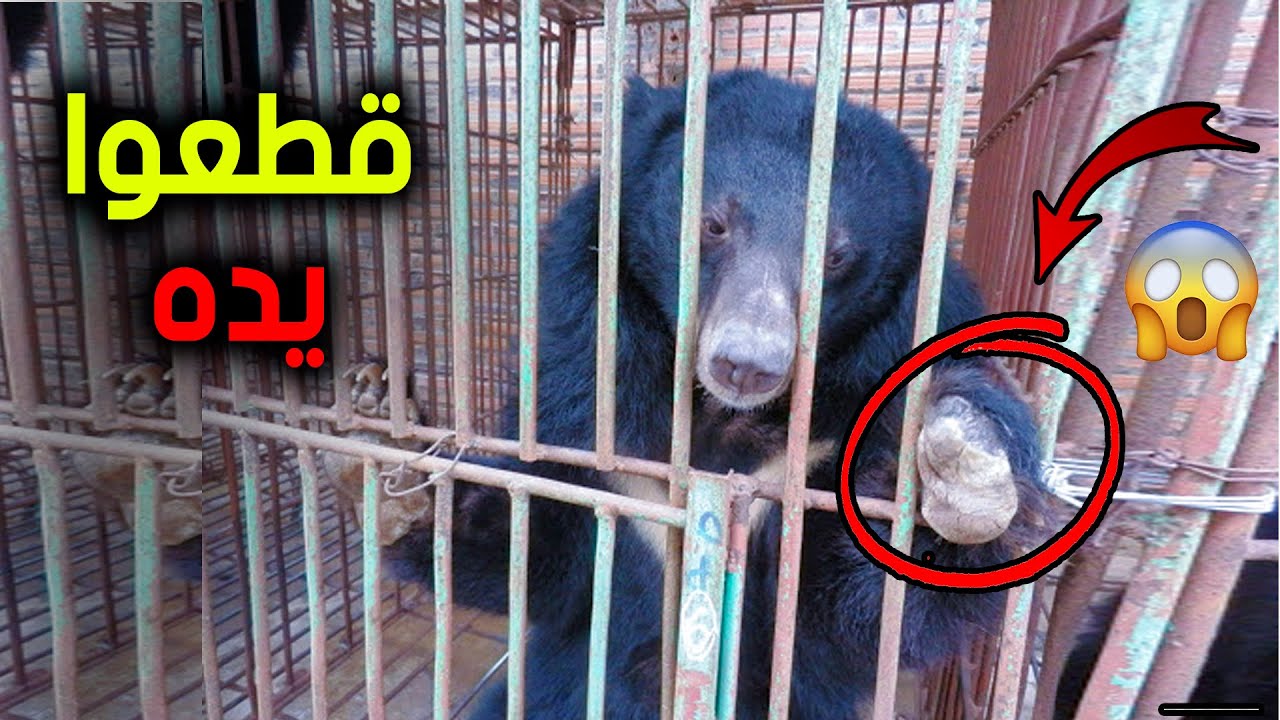 قطعوا يد الدب والسبب 😱 .... رح تنصدم