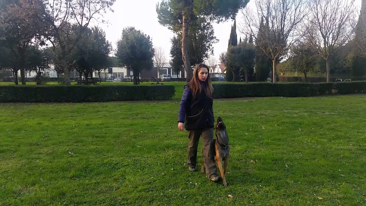 Phoebé allenamento... - Pastore Belga Malinois