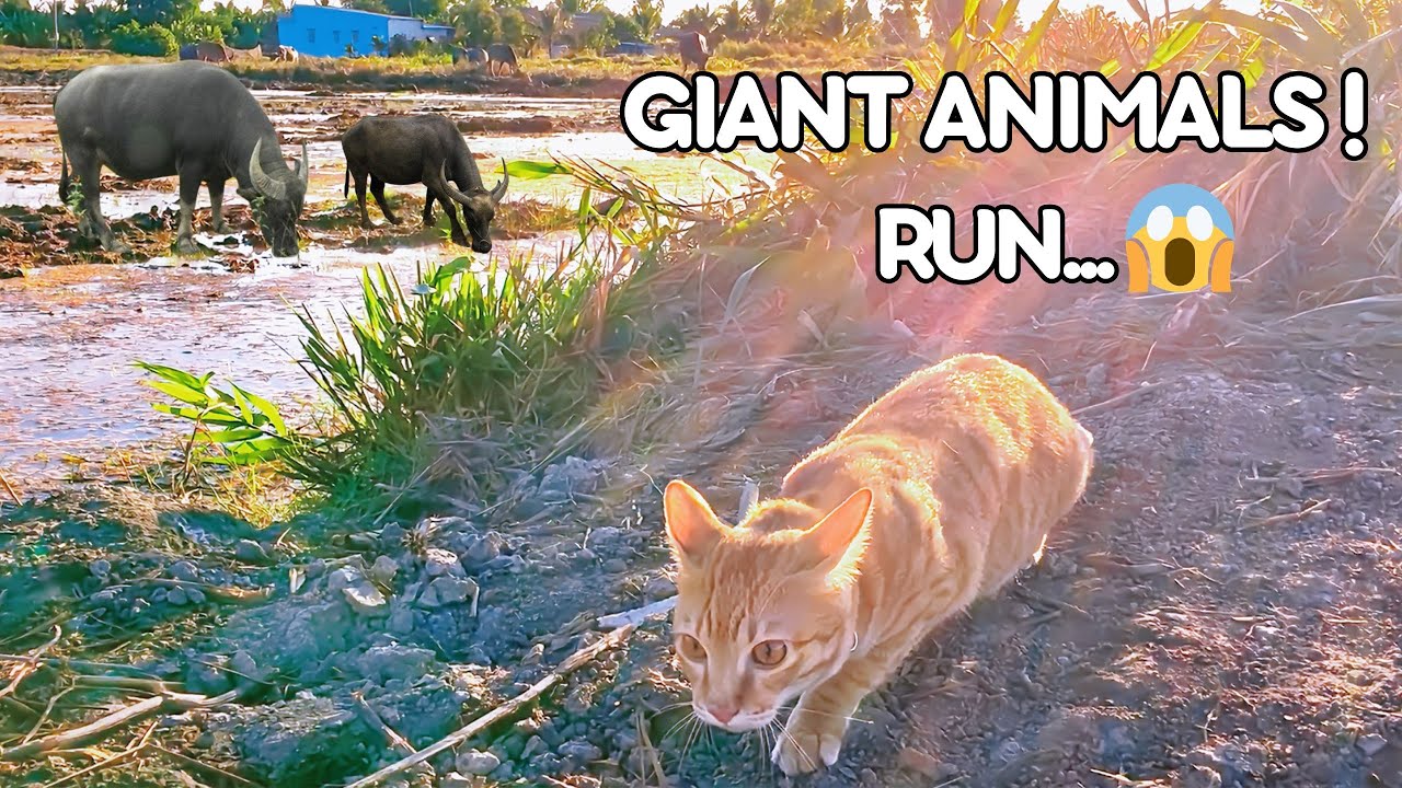 3-Legged Cat Sees Buffaloes, His Reactions Will Make You Laugh!?🐃🤣