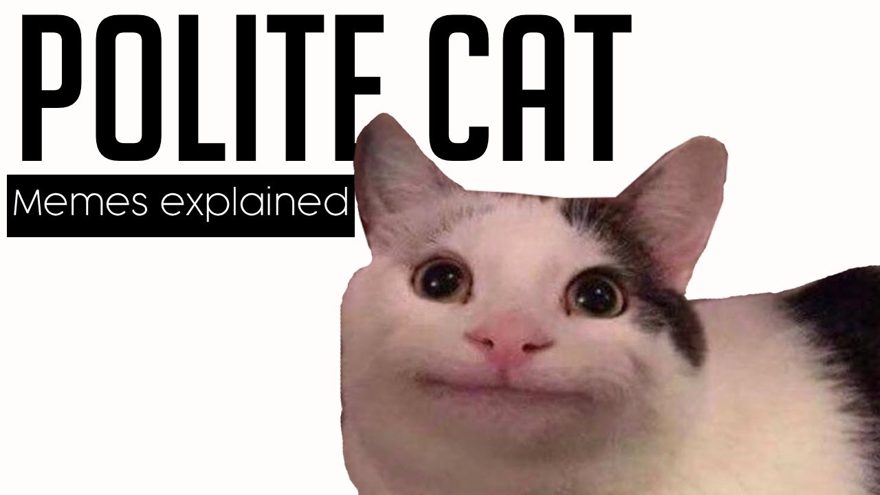 'Polite Cat' memes explained