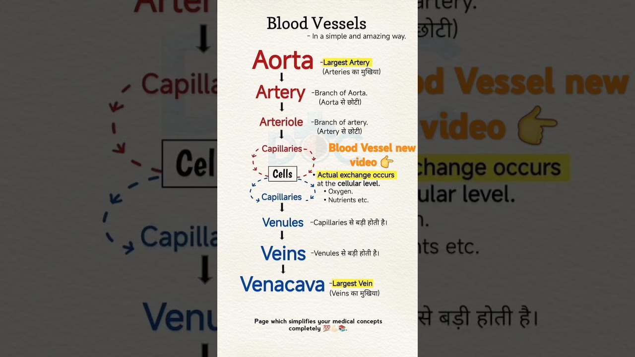 Blood Vessel - Artery, Vein, Capillary, Arterioles, Venules, #BloodVessels​ #Anatomy​ #Physiology​