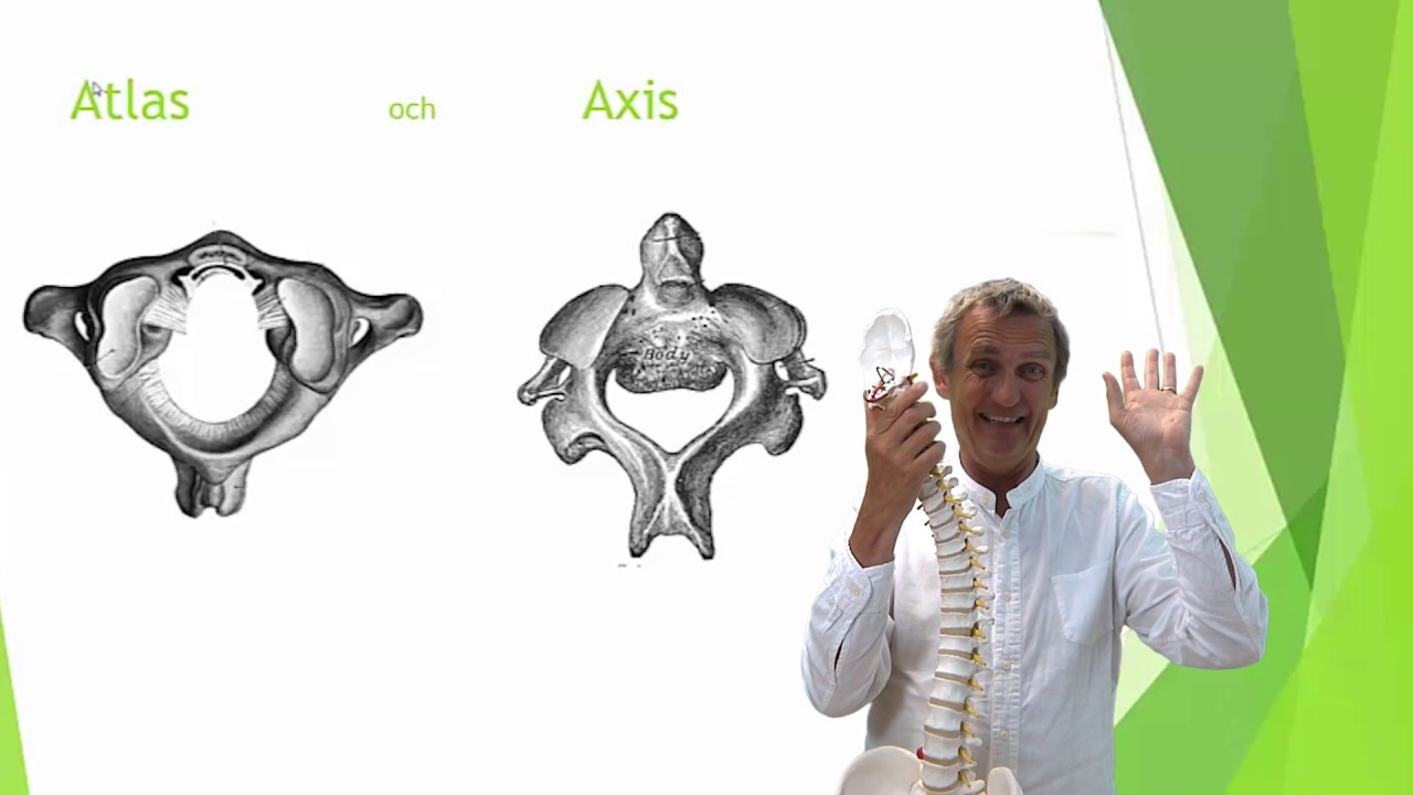 Skelettet del 2 Ryggraden