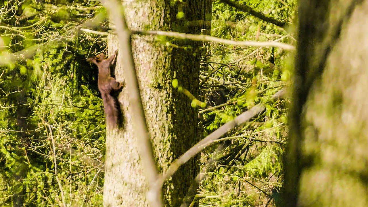 Frühlingsgrüße aus dem Zaubertal - FilmSchmankerl