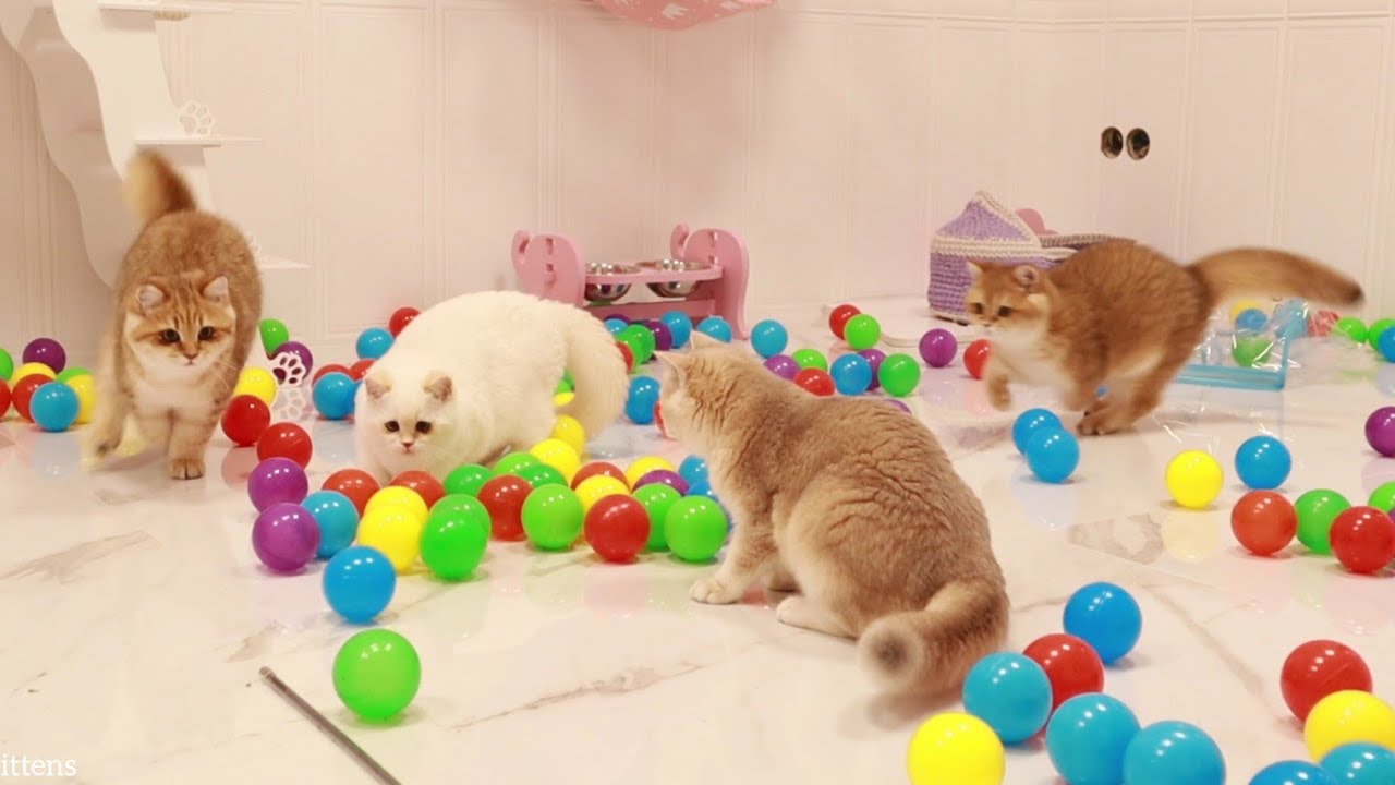 Fluffy British Shorthair cats playing with balls