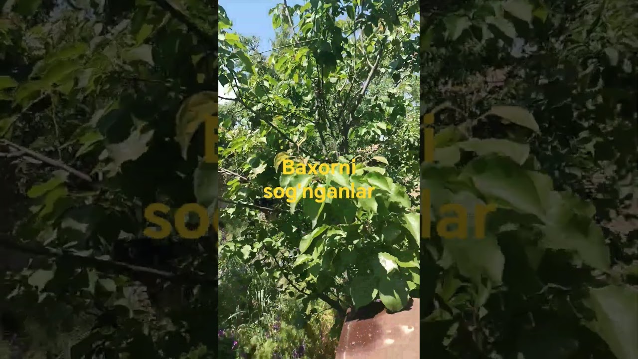 22-aprel, 2025