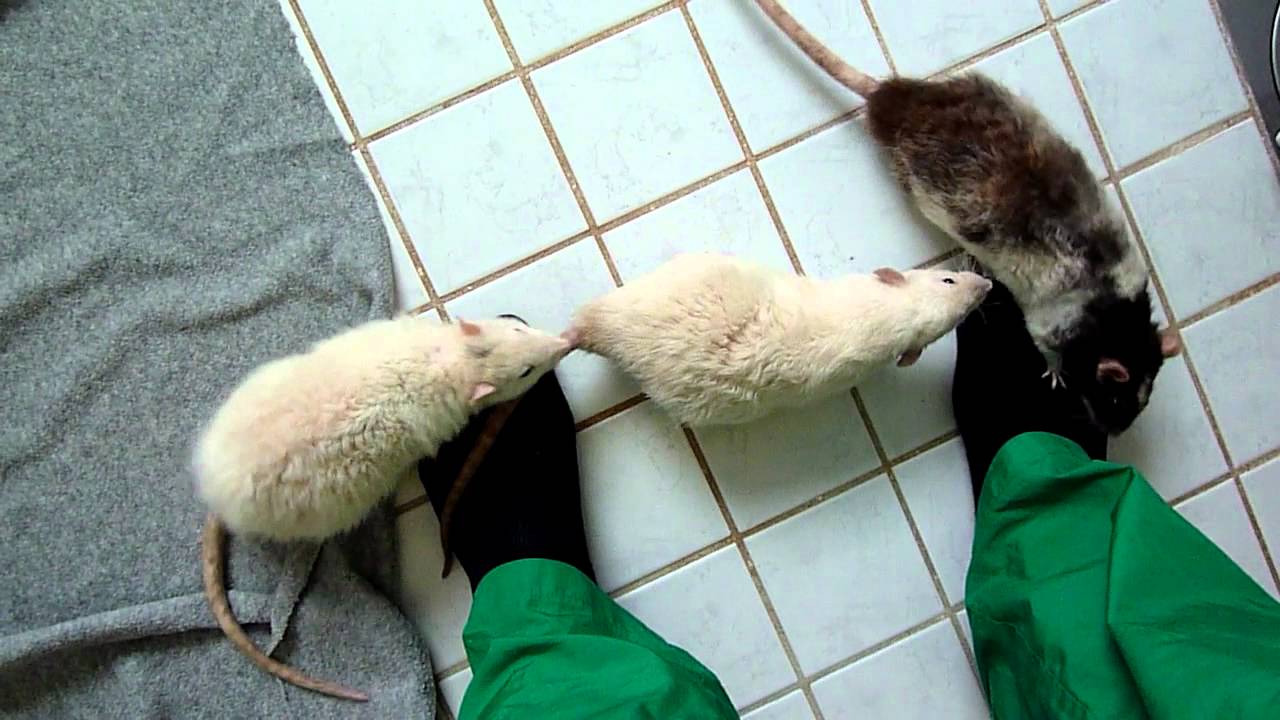 Bekymmer med introducering av ett&aring;riga r&aring;ttbr&ouml;der till flocken del 2