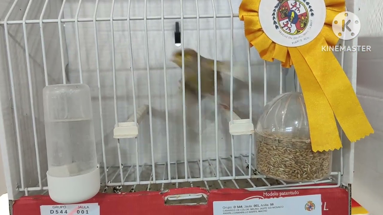 concurso ornitológico de puerto real