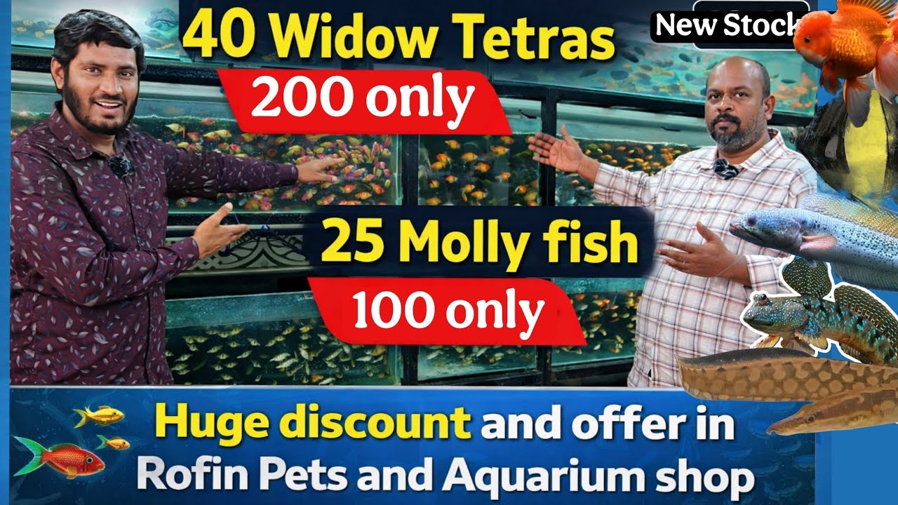 Huge Fish Offer | 40 Widow Tetras 200 | 25 Molly Fish 100 | Rofin Pets | Aquarium Lovers Must Watch🔥