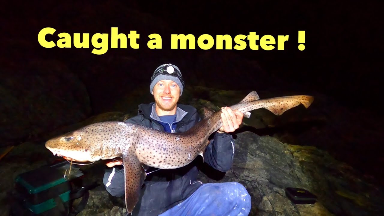 Massive BULLHUSS SHARK , Conger Eel,  Fishing From Cliffs with Big Baits !
