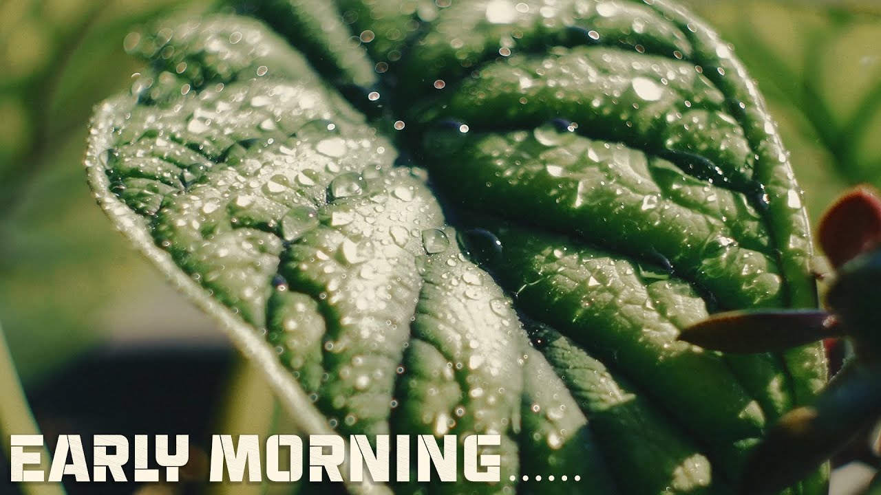 Ep.09 - EARLY MORNING | HELIOS 44-4 | Cinematic Video