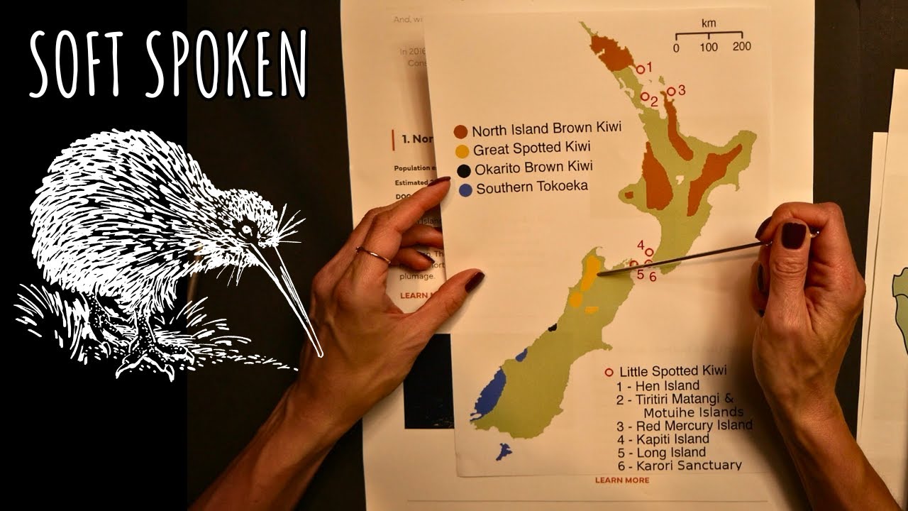 Show and tell ASMR: Kiwi bird of New Zealand - soft spoken