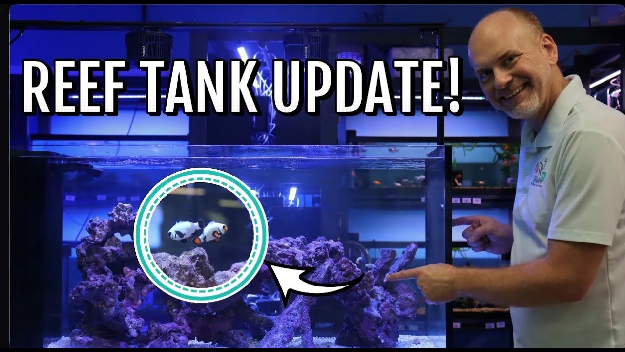 150g Peninsula Mixed Reef Aquarium Setup Part 1