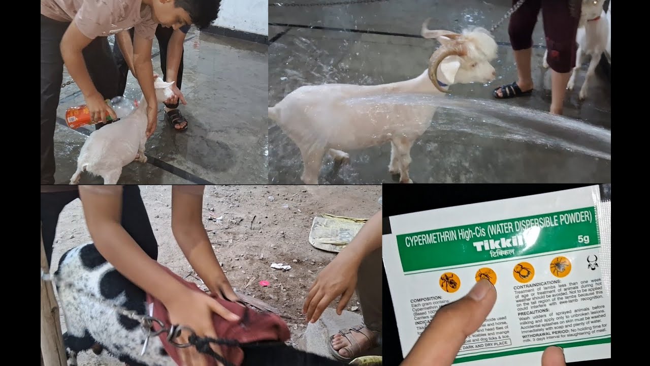 Xing rampuri turkey dumbe ko tics ke shampoo se nehla diya