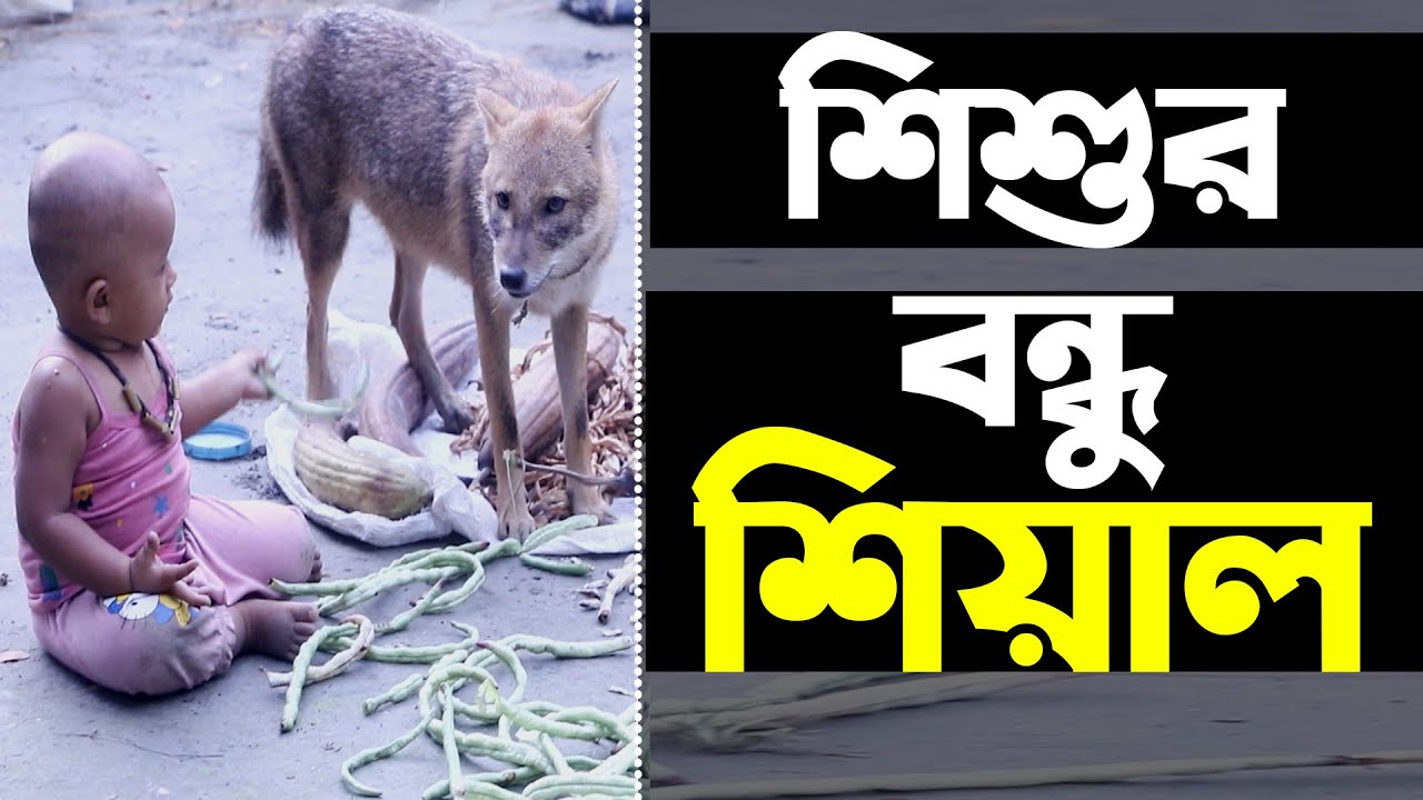 হিংস্র শিয়াল যখন মানুষের পরম বন্ধু। শিশুর পাহারাদার। Exclusive । amazing Fox videos
