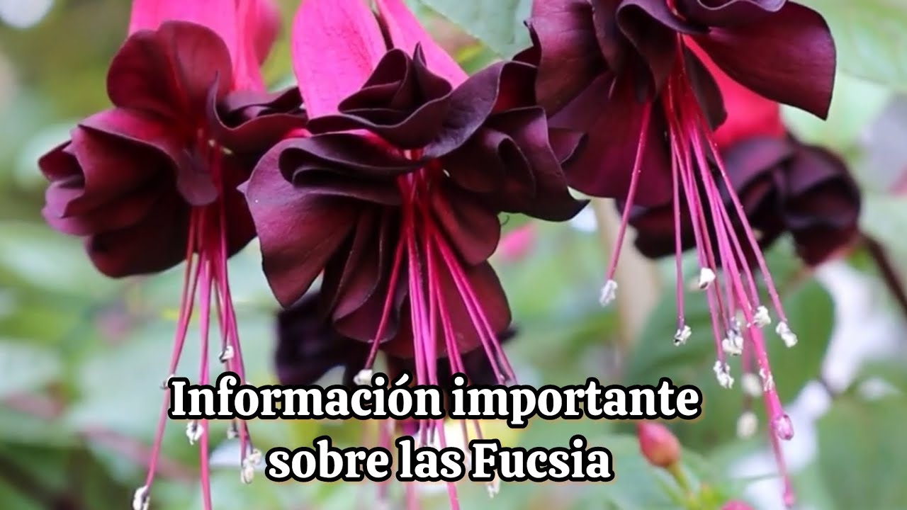 Cuidados b&aacute;sicos sobre las Fucsia